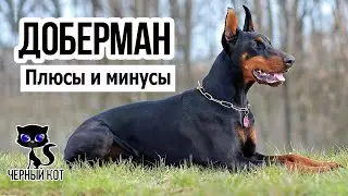 ✔ Доберман плюсы и минусы породы. Доберман за и против