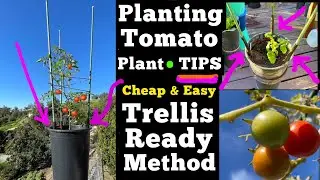 Grow LOTS of Tomatoes in SMALL SPACE, Method on How to Plant a Tomato in a Pot / Container Gardening