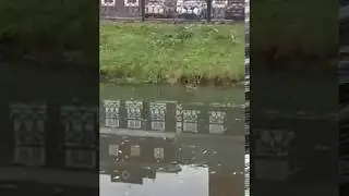 Шок! Утка идет по воде | Shock! Duck walking on water