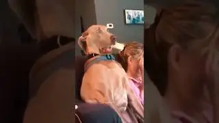 Funny Animals 2024 😂 - Funniest Cats and Dogs video 🐱 🐶 
