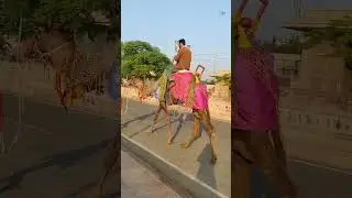 Jindagi Ek Safar Hai Suhana... Ride with Camel 🐫 