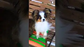 Papillon 🦋 Discover the Butterfly Dog!