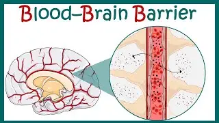 Blood Brain Barrier | Blood Brain Barrier - Structure & Function | Blood CSF barrier