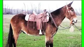 Лошак — Гибрид Жеребца и Ослицы(самка осла + самец лошади).