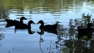 4K Stock Video: Silhouette of Ducks swimming in river - Royalty-free Stock Video