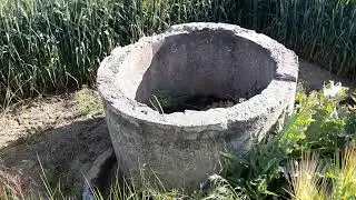 Пшеница! Состояние на начало июня в Крыму!