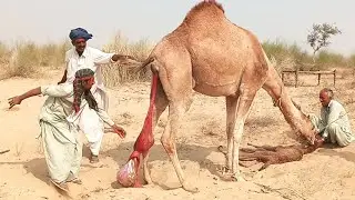 Camel Blooding | Camel Placenta | Camel Productions | Rare Video Of Camel | Camel Delivery Time