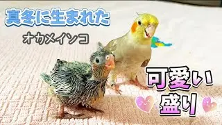 可愛い盛りのオカメインコ雛　里親さんの元へ行くまではうちの子　ベッタベタに甘やかします