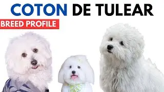 Coton De Tulear Breed Profile History - Price - Traits - Coton De Tulear Grooming Needs - Lifespan