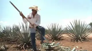 FILE: NATIONAL TEQUILA DAY