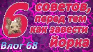 Хочешь завести йорка? Наши эксклюзивные 6 советов перед заведением.