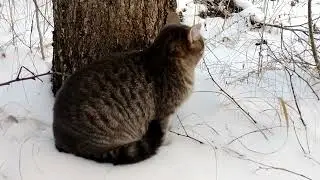 Возвращаемся со случайной прогулки по лесу.🌲🐯🐅🐈🌲