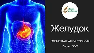 Желудок | Элементарная гистология