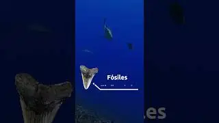 ¿Sabías que los tiburones no tienen huesos? 🦈