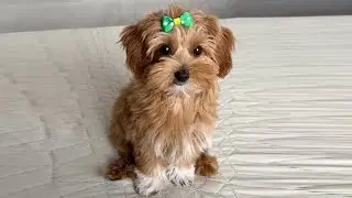 Maltipoo Tiffany collection of funny videos. Part 2