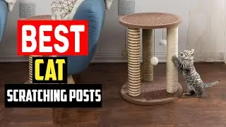 ✅Best Cat Scratching Posts in 2023