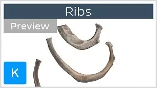 Ribs (preview) - Types, Location & Landmarks - Human Anatomy | Kenhub