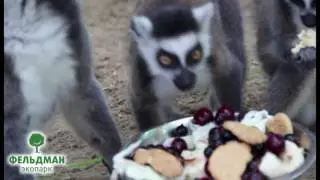 Лемуры катта Фельдман Экопарк / Feldman Ecopark’s ring-tailed lemurs