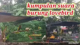 kicau!!!! kumpulan suara burung lovebird