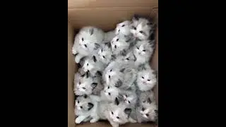 Коробочка счастья 😻 Прелесть какие милые котята,