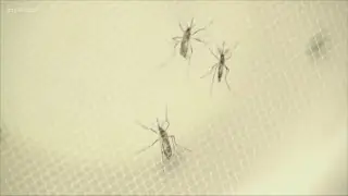 Yellow fever mosquitoes found in Citrus Heights, Placer County