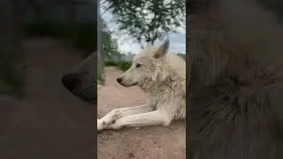 Полярный волк на расслабоне🤍 Кольт🤍