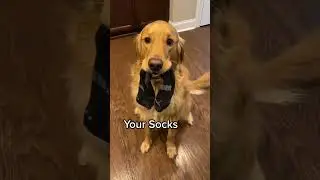 Would you own this dog?! 😅 #dog #goldenretriever