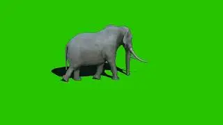 Elephant 🐘 green screen