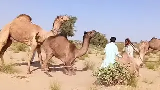 Daily routine of camels during winter season is fair || camel fair in desert jungle || camel by thar