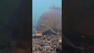 Carp Fishing with Fake Corn
