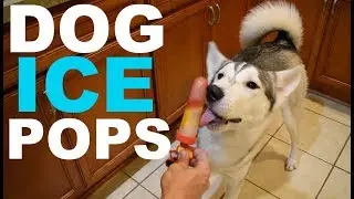 Popsicles For Dogs - Treats For Your Pet During Summer!