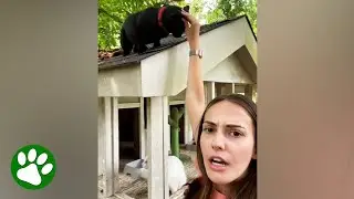 Woman moves into house and finds four cats