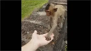 Little monkey in Thailand