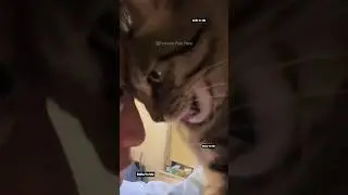 #44 Funniest Cats And Dogs videos 🐶🐱 