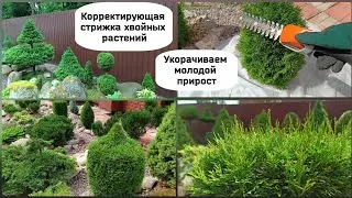 Корректирующая стрижка хвойных растений.