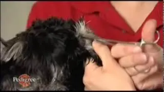 Eye, ear and claw care of your doggy