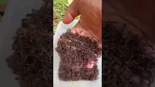 Crying man is stung by bullet ants hurt so much / Naturallife IQ 