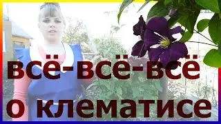 Всё-всё-всё о клематисе! Клематис посадка выращивание размножение уход. Как посадить клематис.