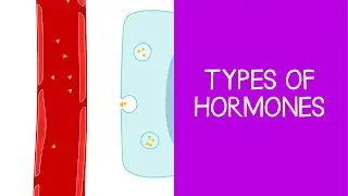 5.2 Types of Hormones