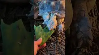 Gaint Turtle Eating aloevera #shorts #animals