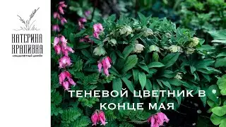 Теневой цветник в конце мая