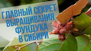 Главный секрет выращивания фундука в Сибири. Рекомендации эксперта Анатолия Сидоровича