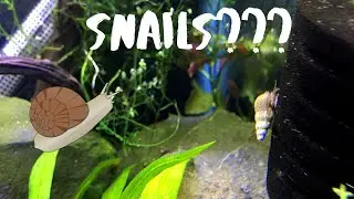 Should your aquarium have snails?