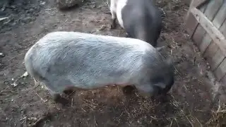 свиноматка 1 день отлучена от поросят.1 day sow excommunicated from pigs