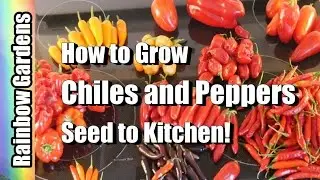 How to Grow Chillies & Peppers 101 (Containers too!) : Seed, Pest, Disease, Harvest, Store, Kitchen