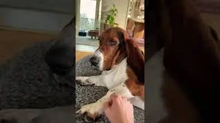 Basset hound paws are the BEST!! #bassethounds #bassethound #doglovers #dogs #pets #petlover #dog