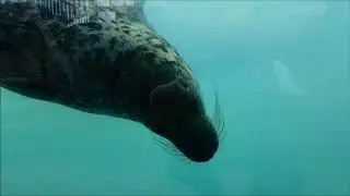 Injured seal recovers