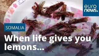 Somalia tackles plague of locusts — by frying and serving them with rice