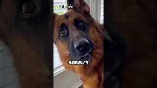 Топ самых быстрых собак 🐕 часть 2 
