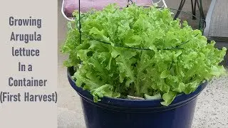 Growing Arugula Lettuce In a Container   First Harvest